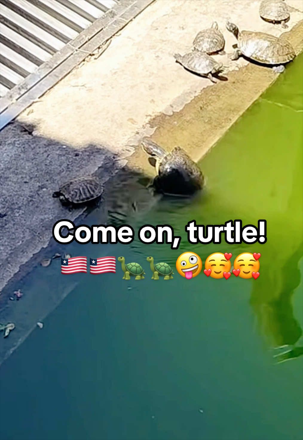 @Mr. Turtle