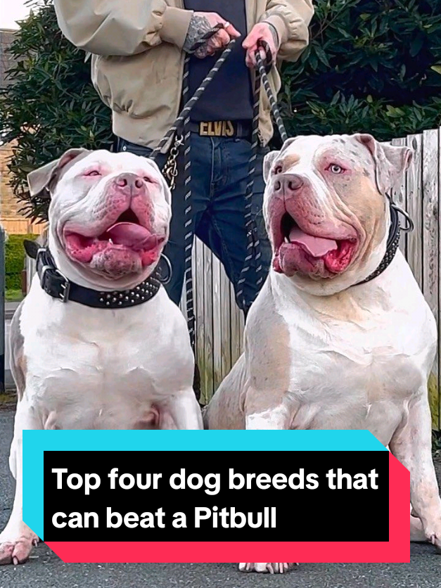 @The pet post