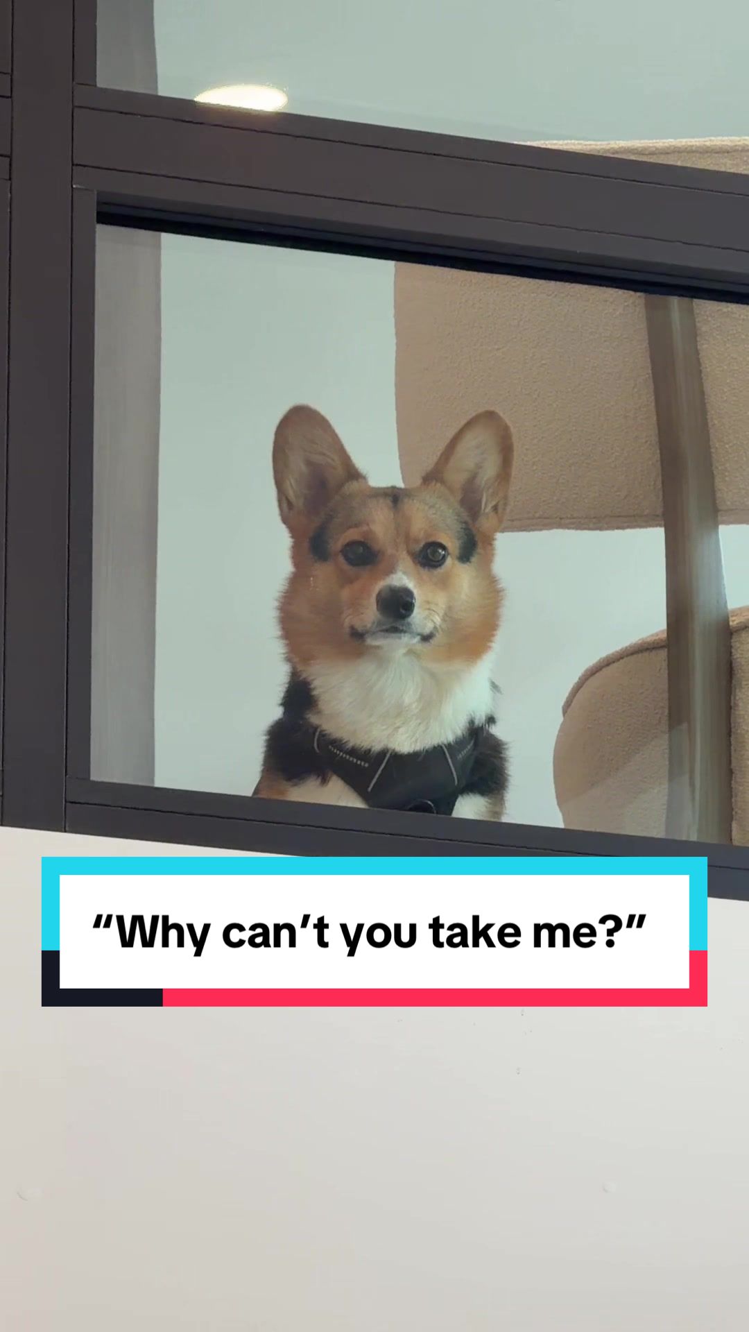 @hasbithecorgi