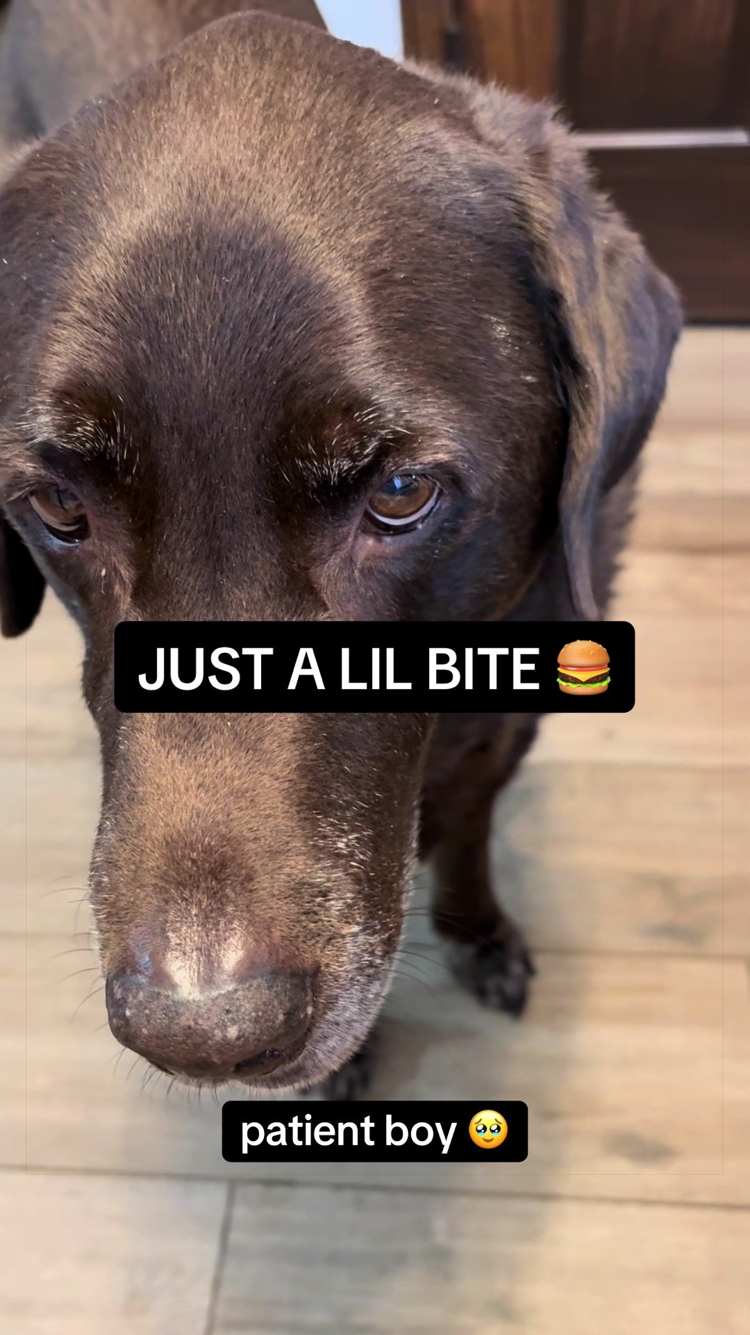 @Sevy and Gus 🐾