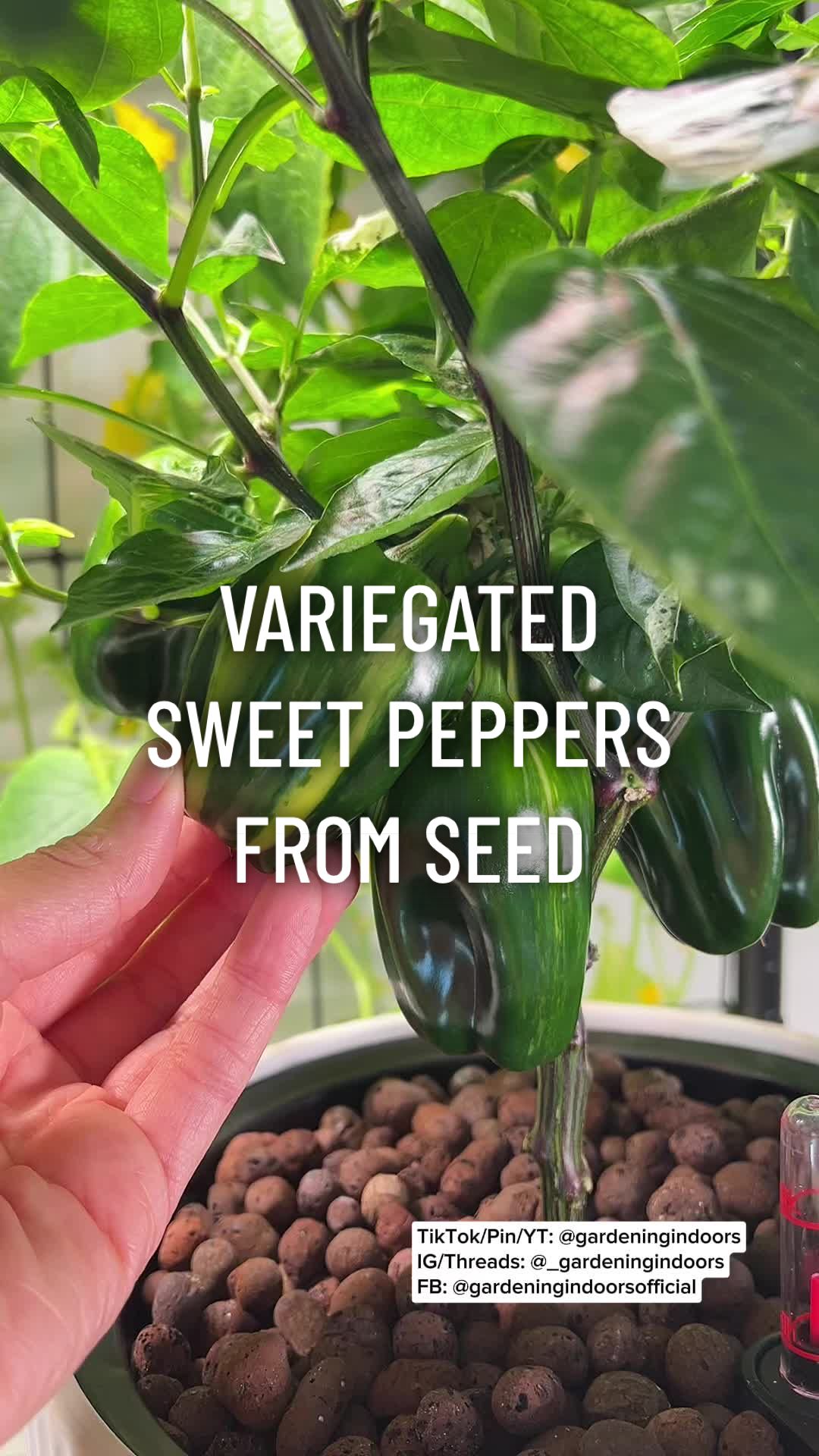 @gardeningindoors