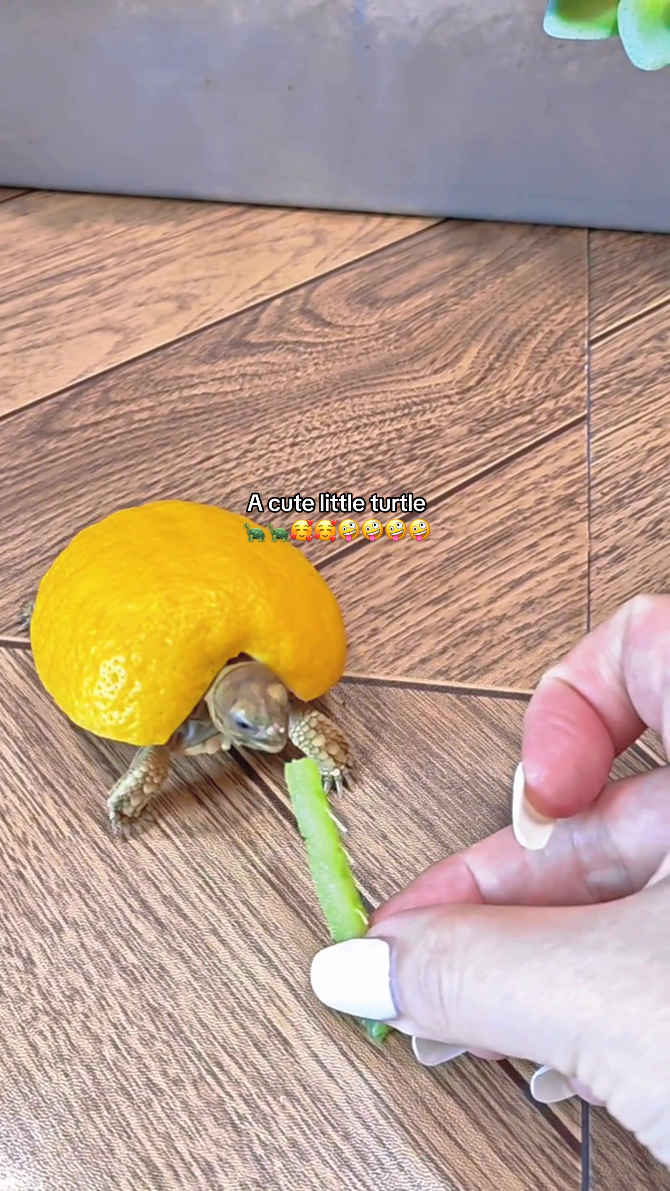 @Mr. Turtle