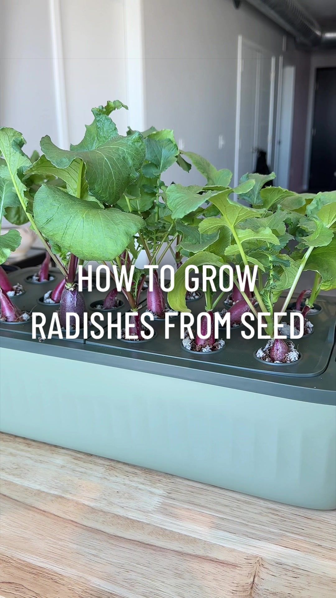 @gardeningindoors