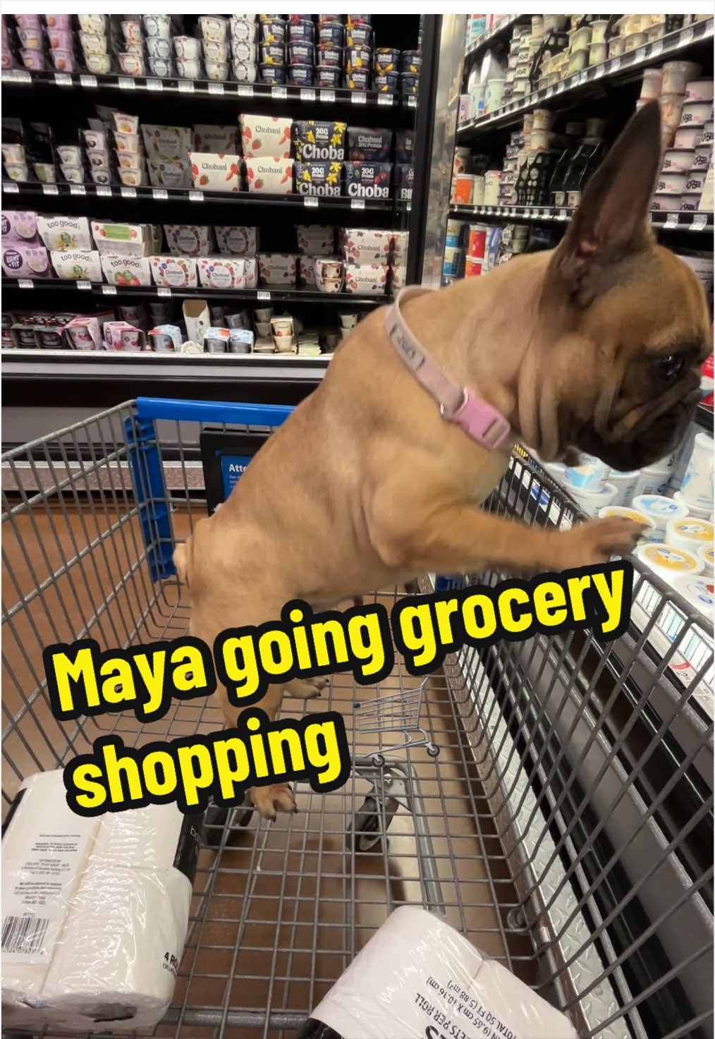 @FrenchBuldog