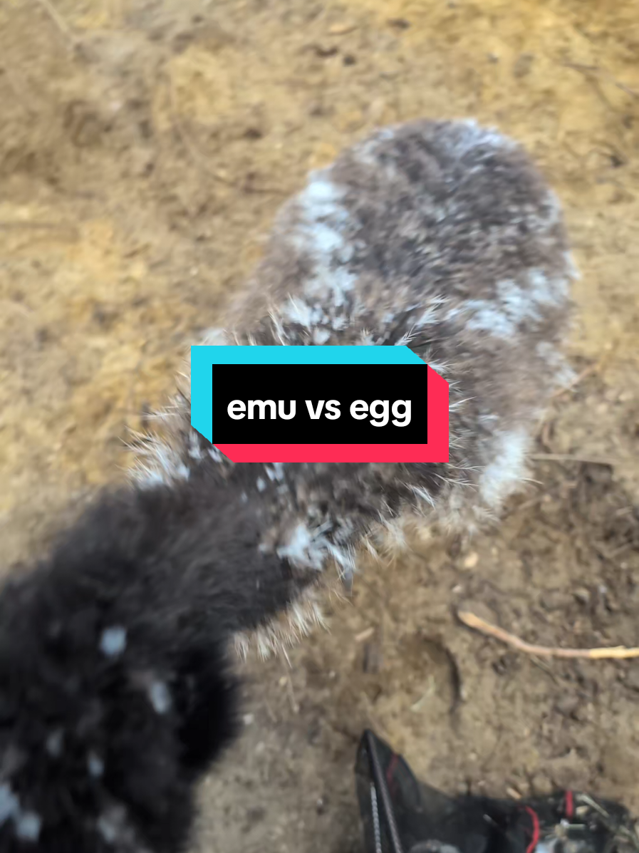 @Chickens & Bullies