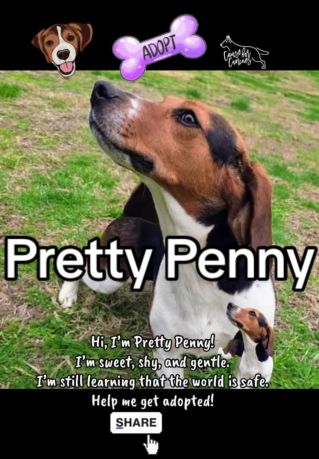 @causeforcaninesrescue
