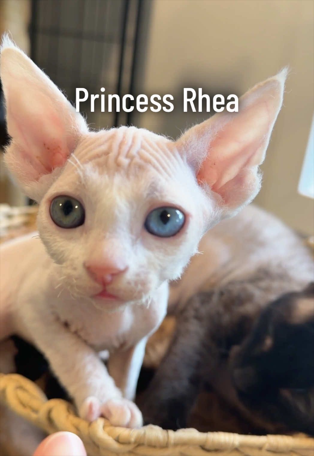 @Boba&rsquo;s Buds Minskin Cats