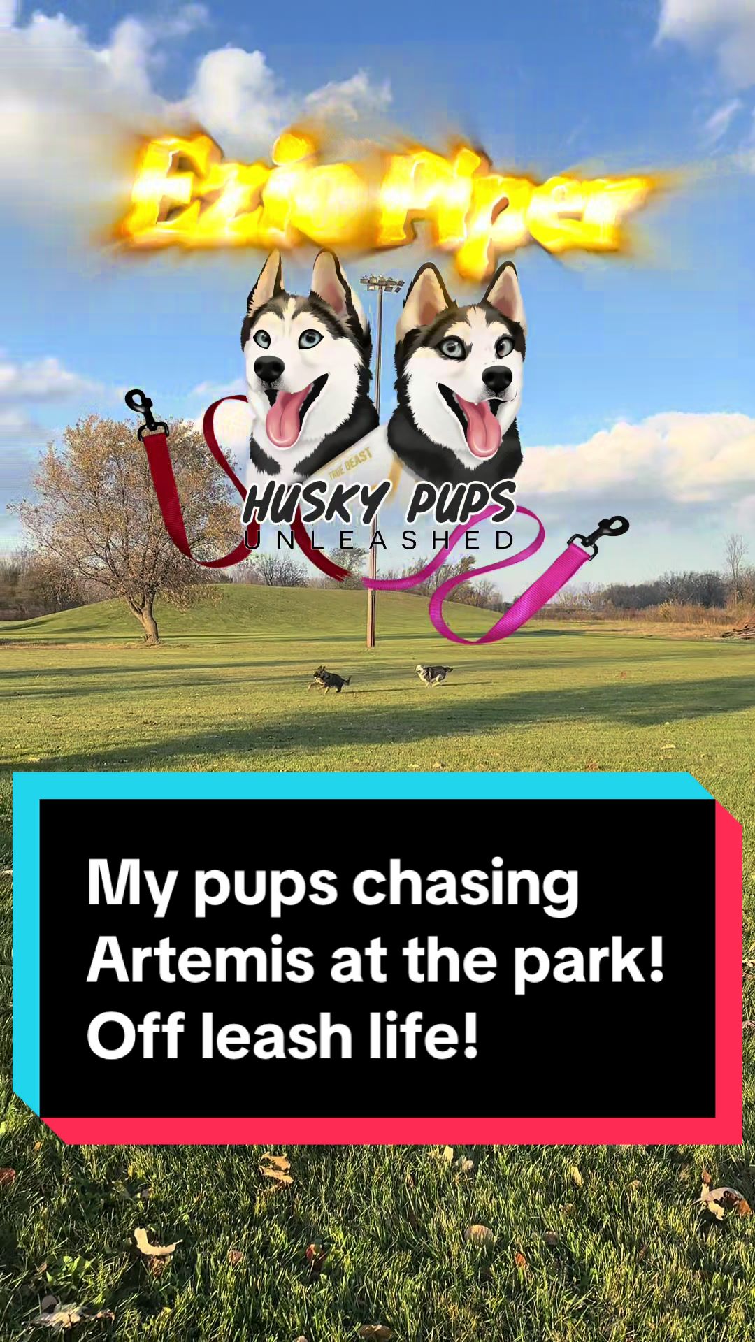 @Fully Unleashed K9 Training
