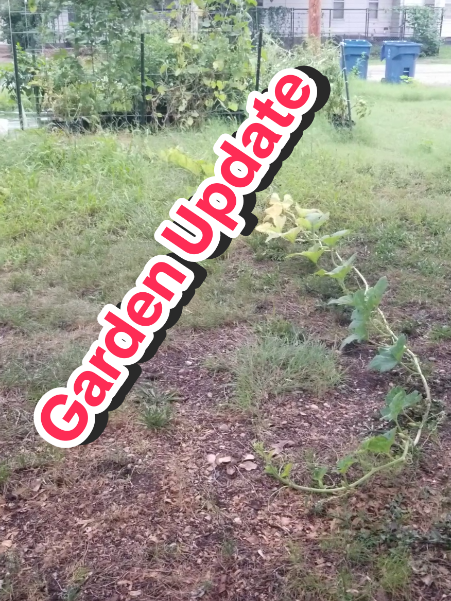 @CityChickenFarm