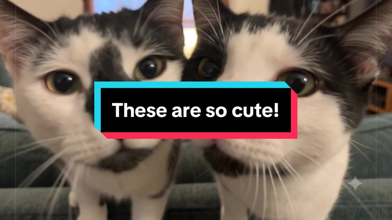 @catlover313official