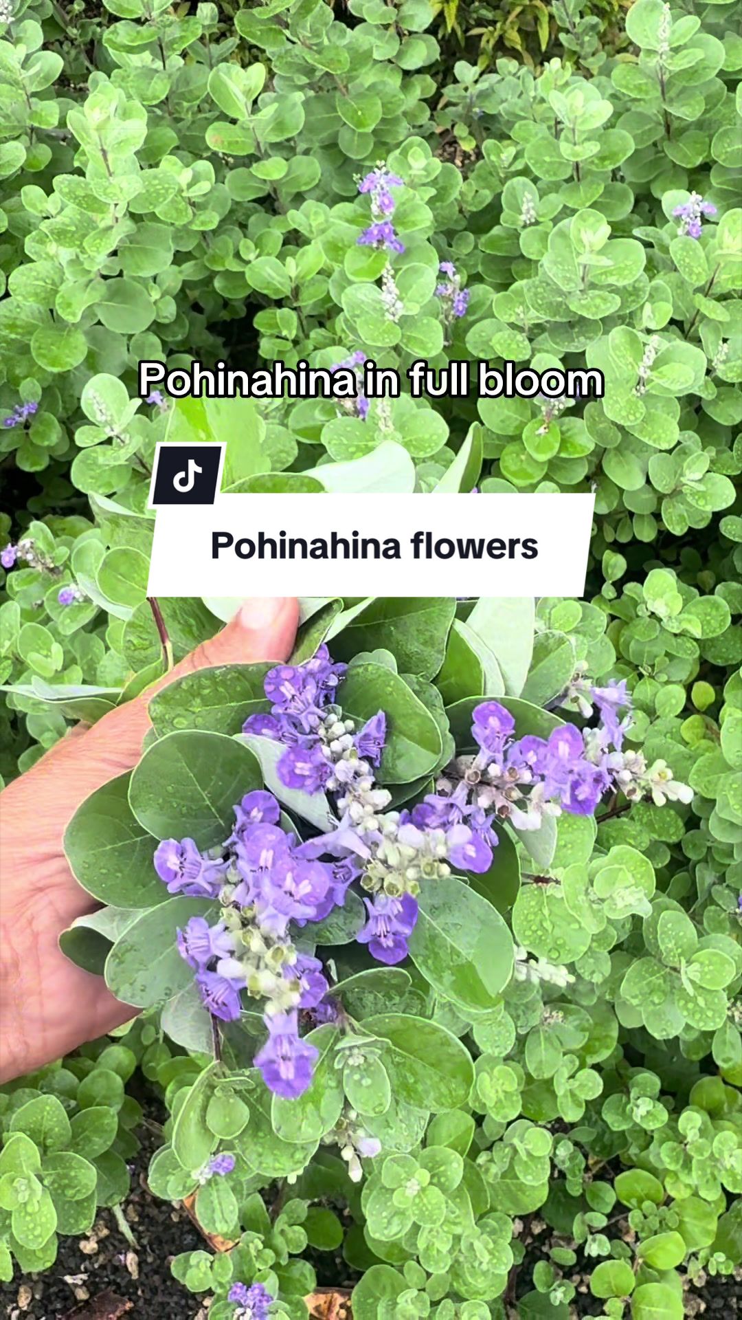 @eco.mindful.lei