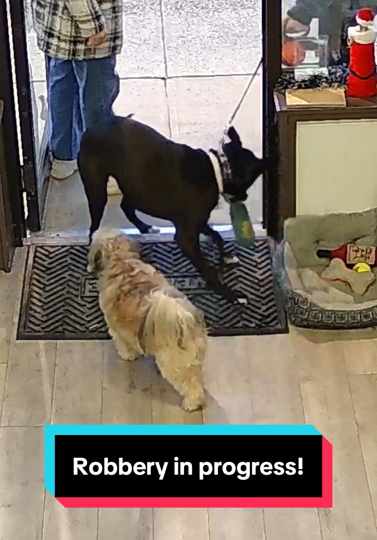 @Brownie #1 Store Dog Greeter