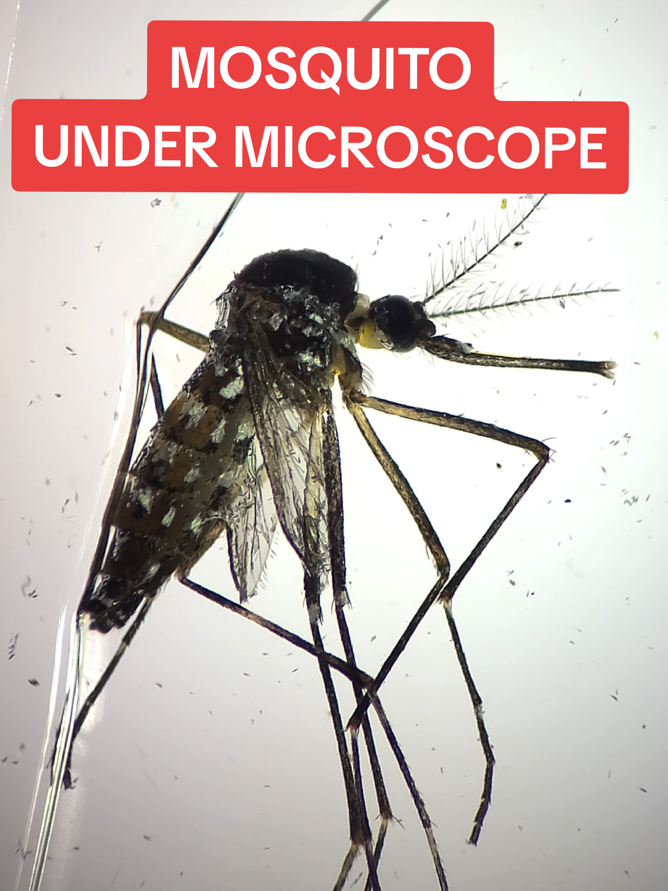 @Micro Man