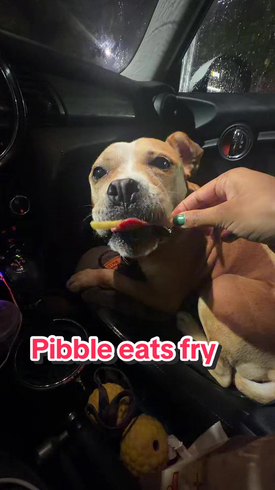 @dogstrainjen