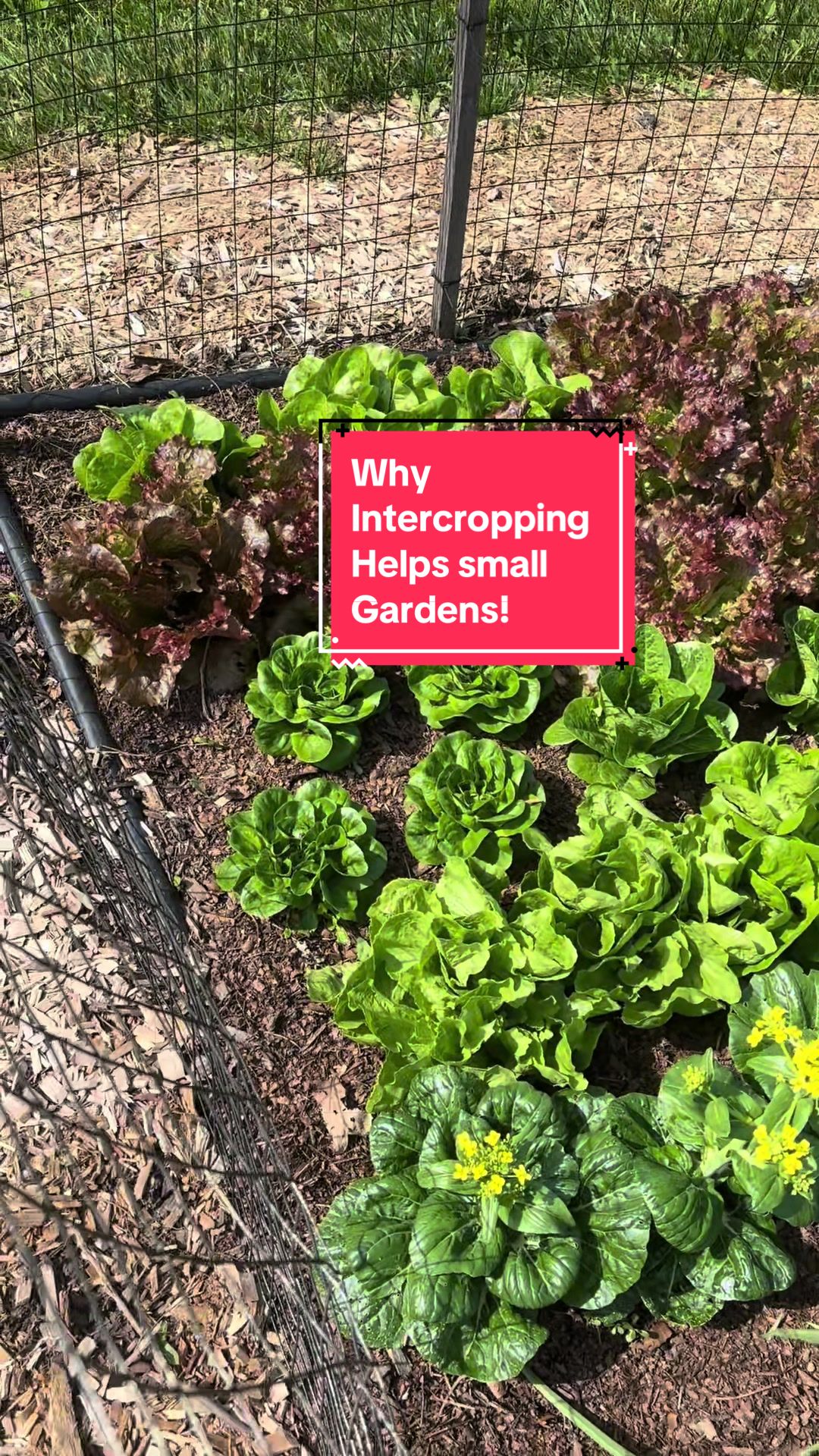 @greengirlgardens