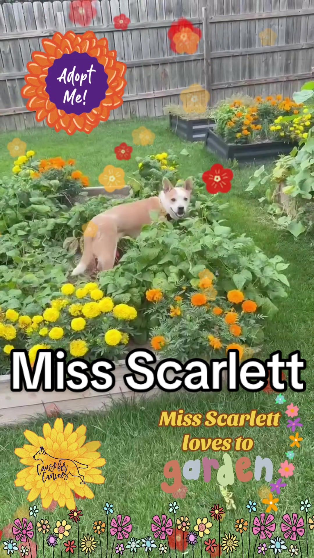 @causeforcaninesrescue