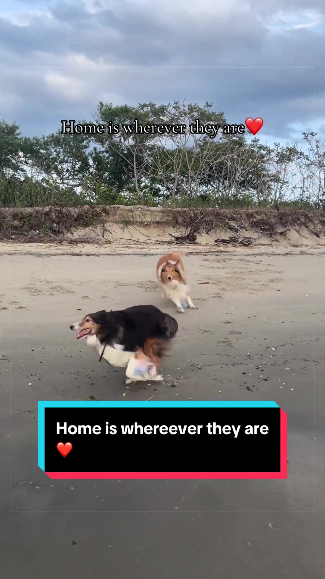 @Dakota & Pups