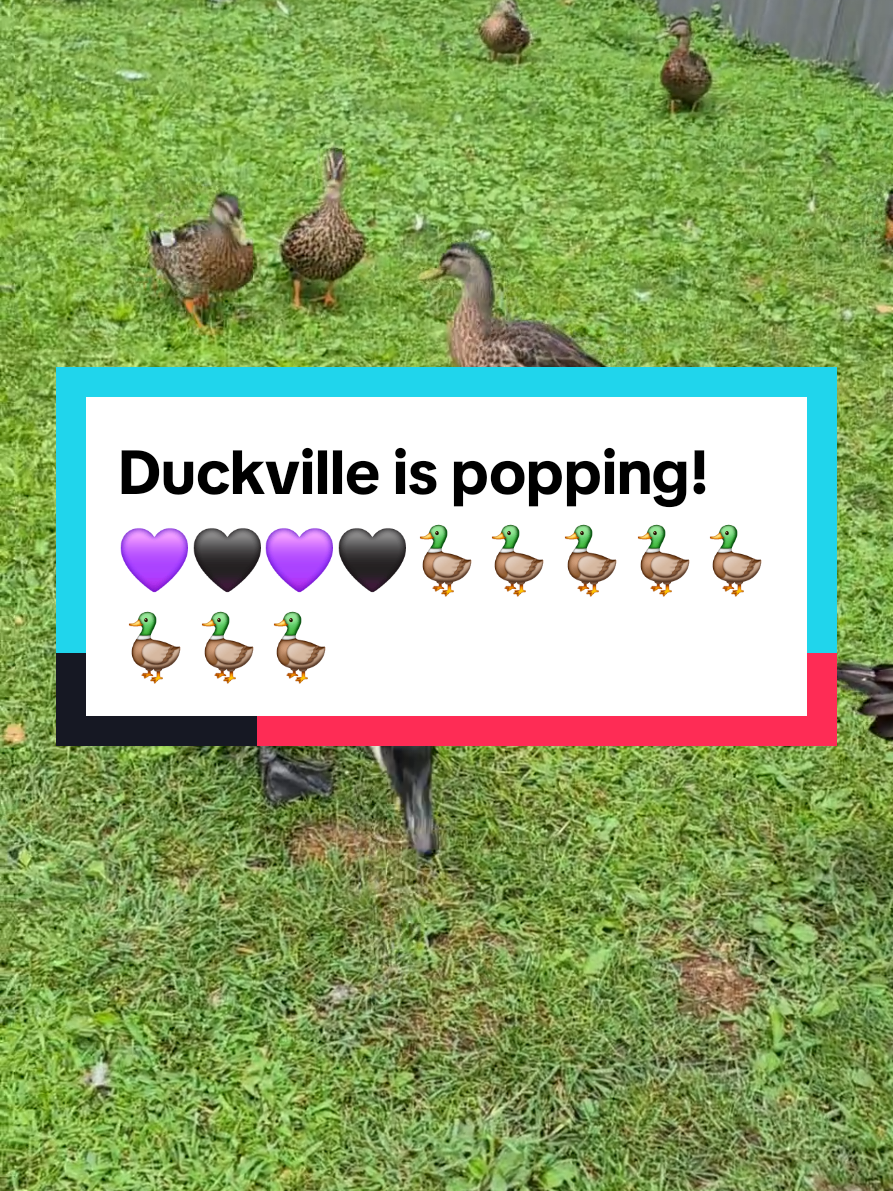 @🦆Duckville🦆