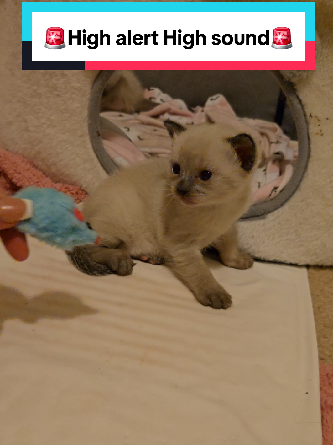 @Brittany Beauties Kittens