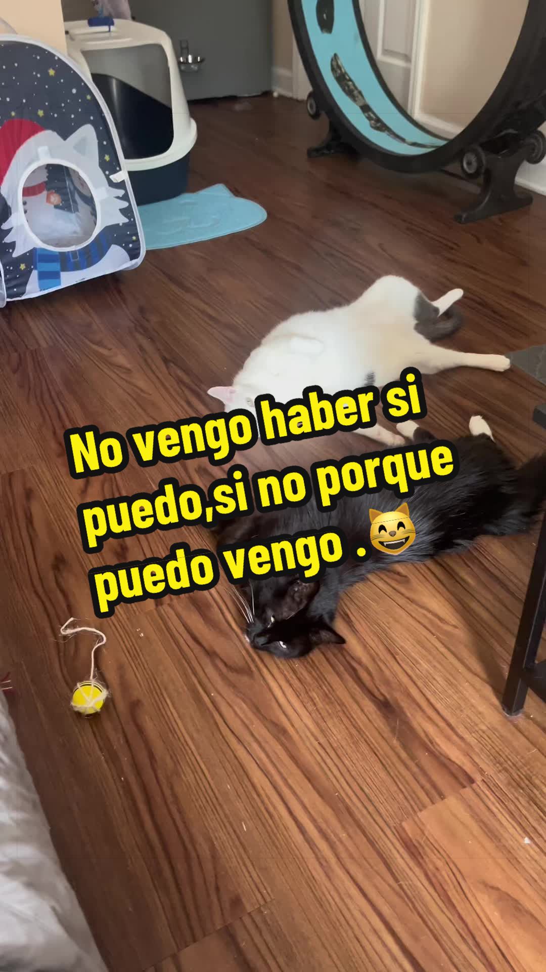 @🦖 MEOWassic CAT😺