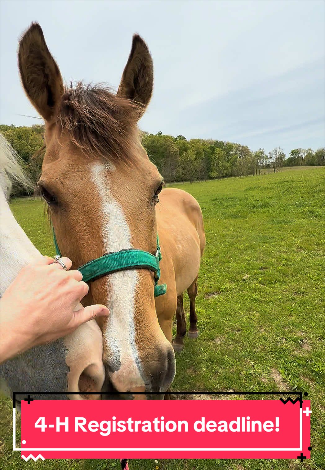 @yourhorseandponyleader