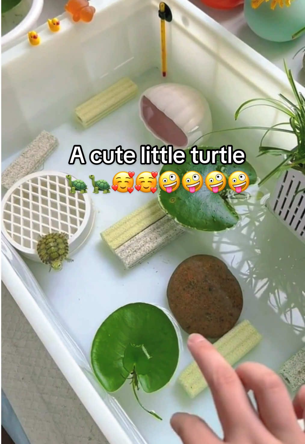 @Mr. Turtle