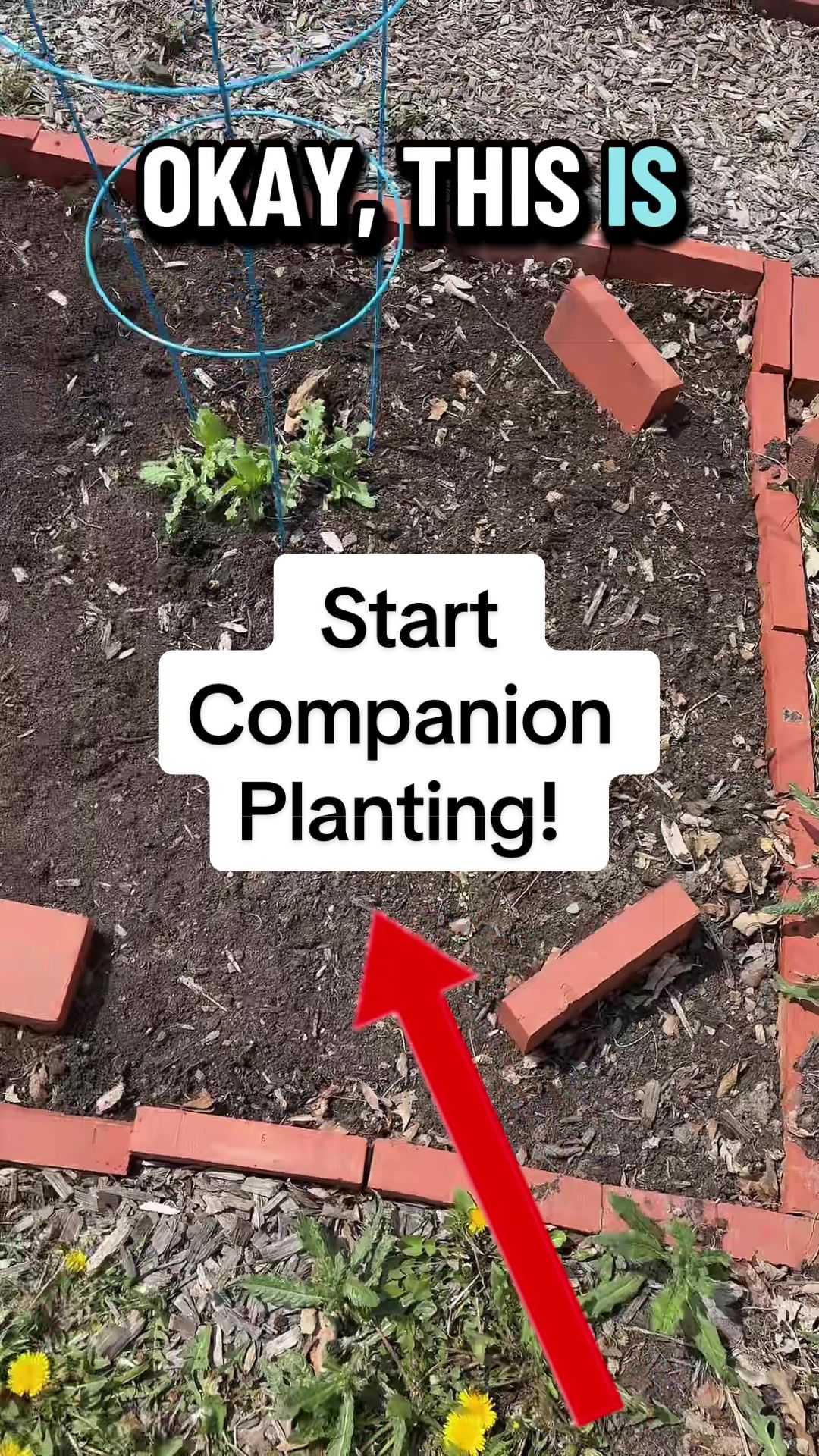 @greengirlgardens