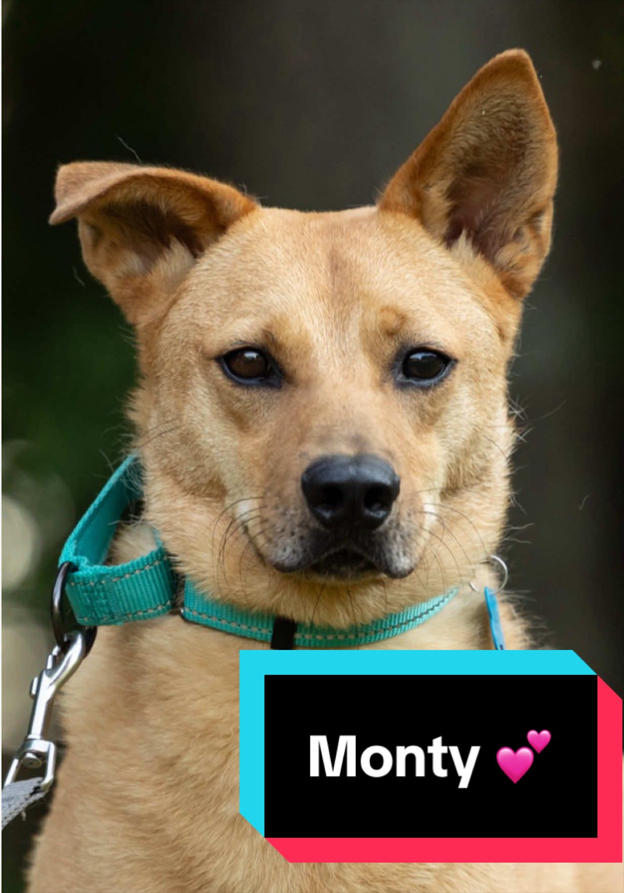 @Joyful Pets