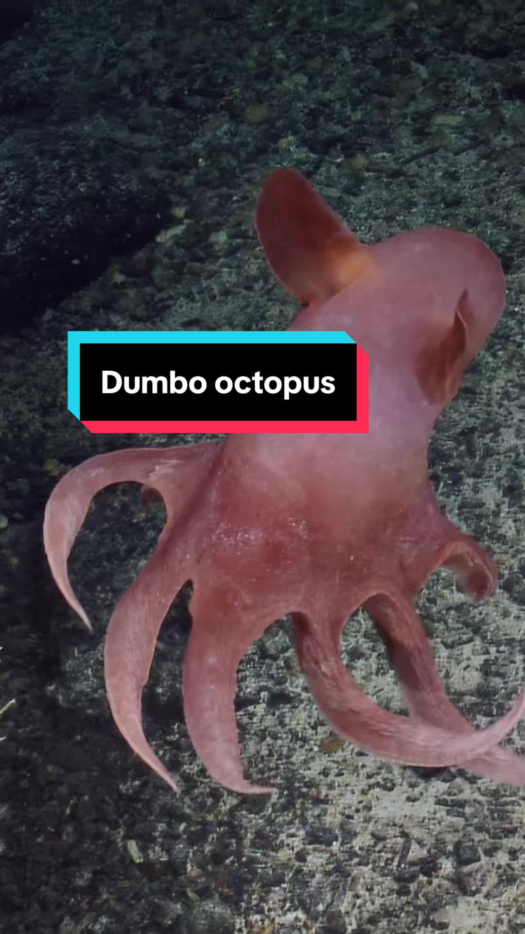 @Ocean Exploration Trust
