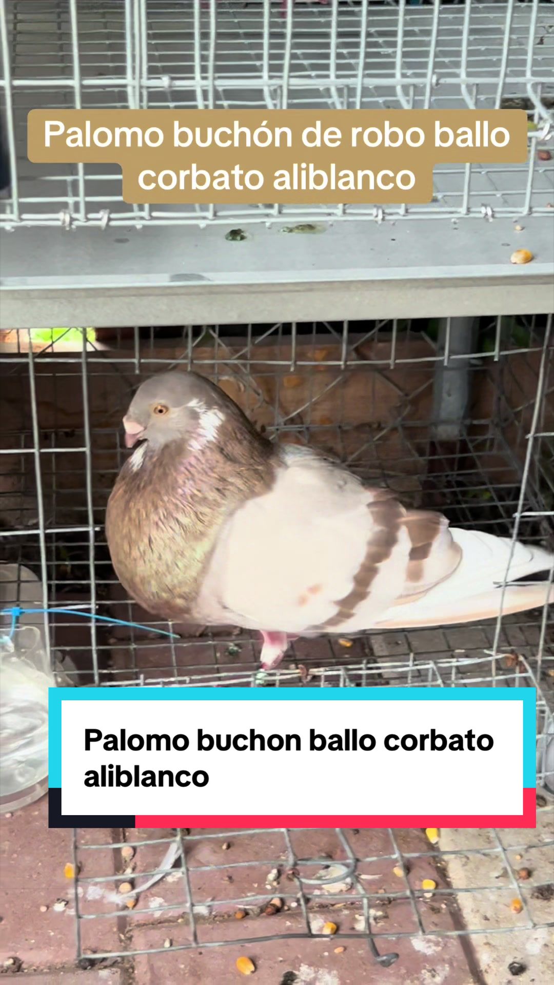 @Palomar Guines