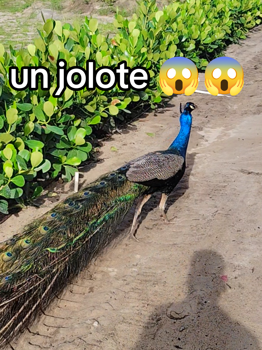 @JerBer