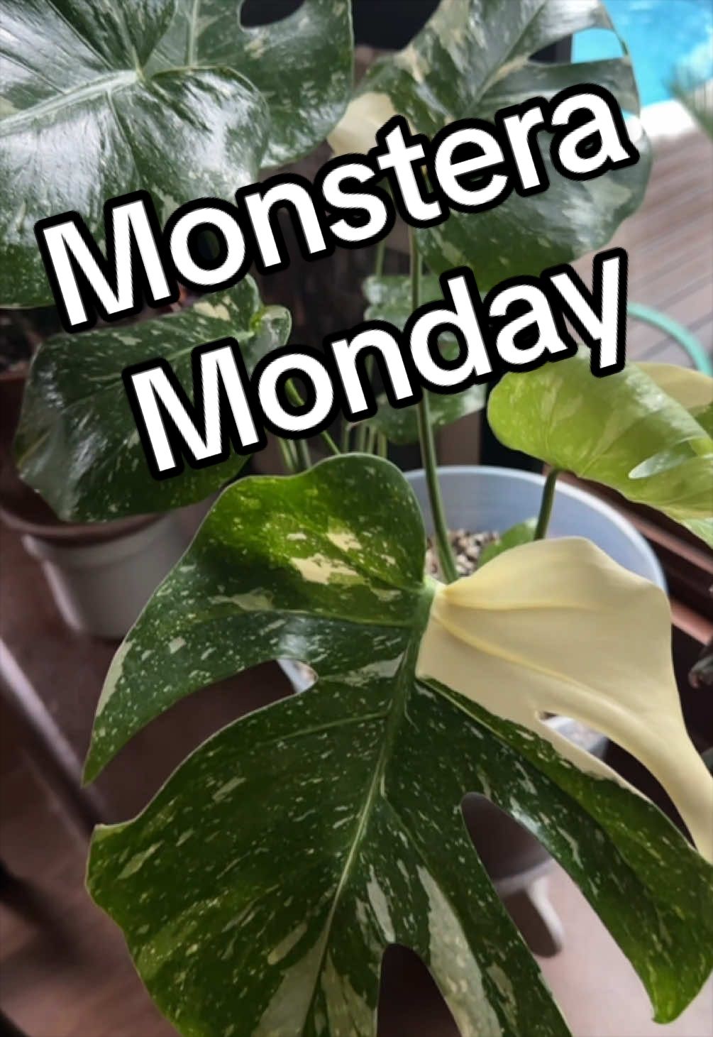 @PrettyGreenPlantThings