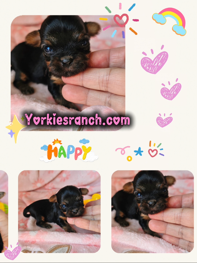 @yorkiesranch com