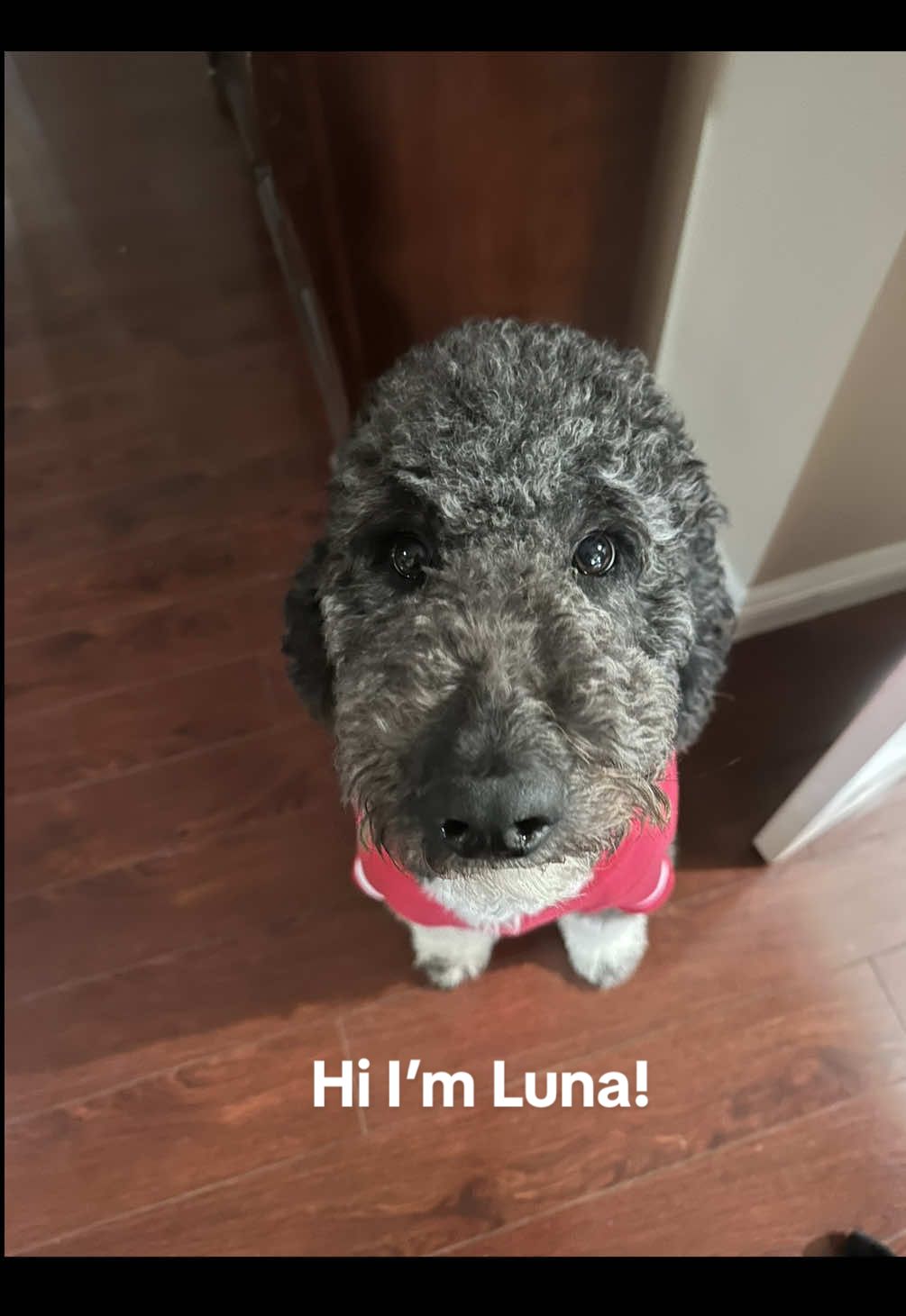 @Luna - The Goodest Labradoodle