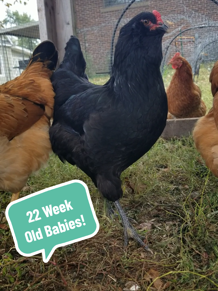 @CityChickenFarm
