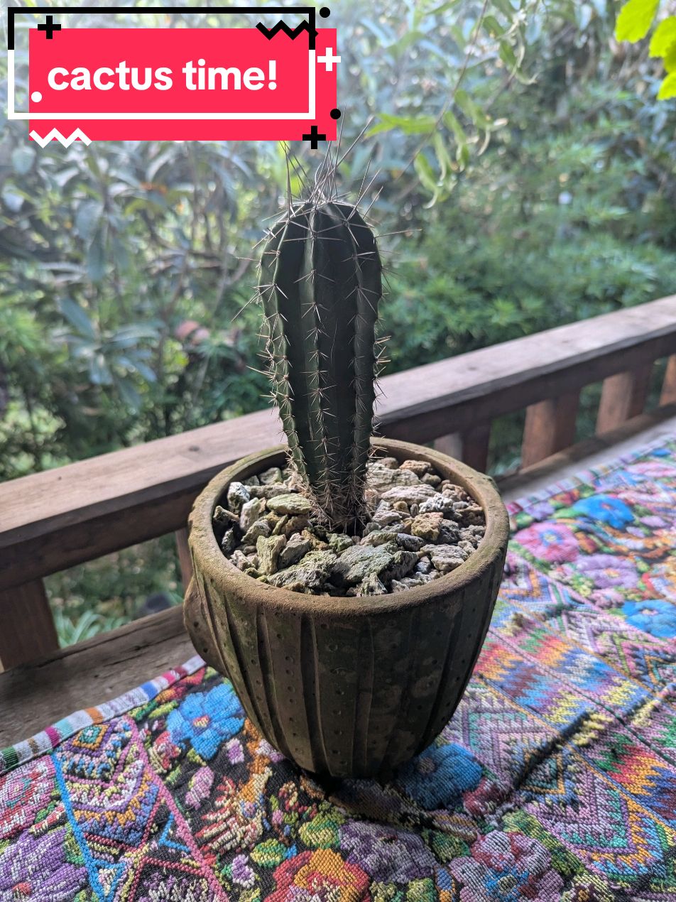 @Talking To My Houseplants