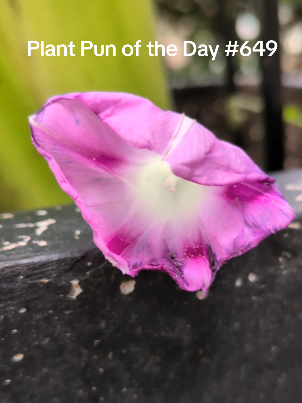 @The Plantiful Gardener