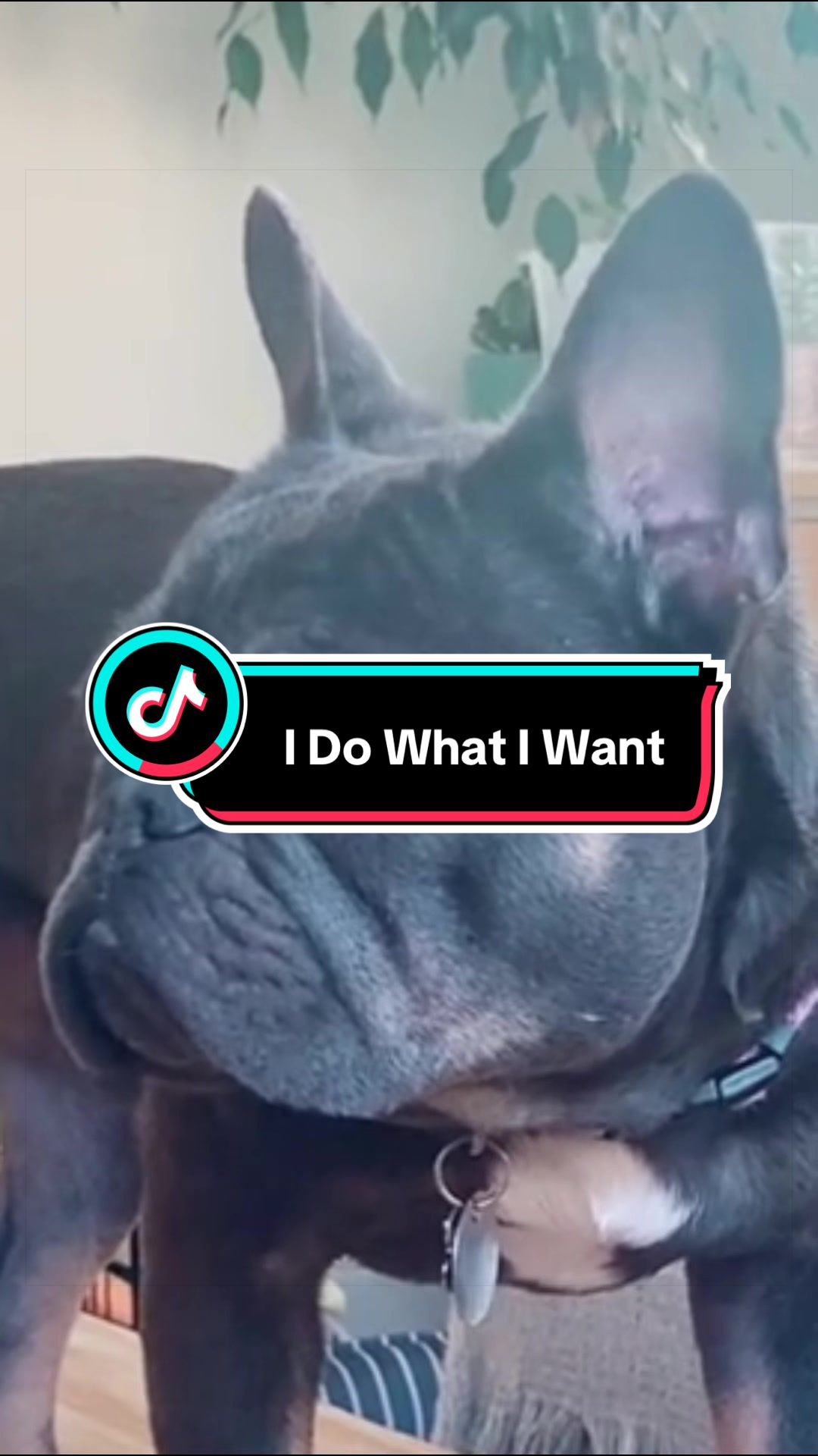 @Maki&ensp;the&ensp;Frenchie