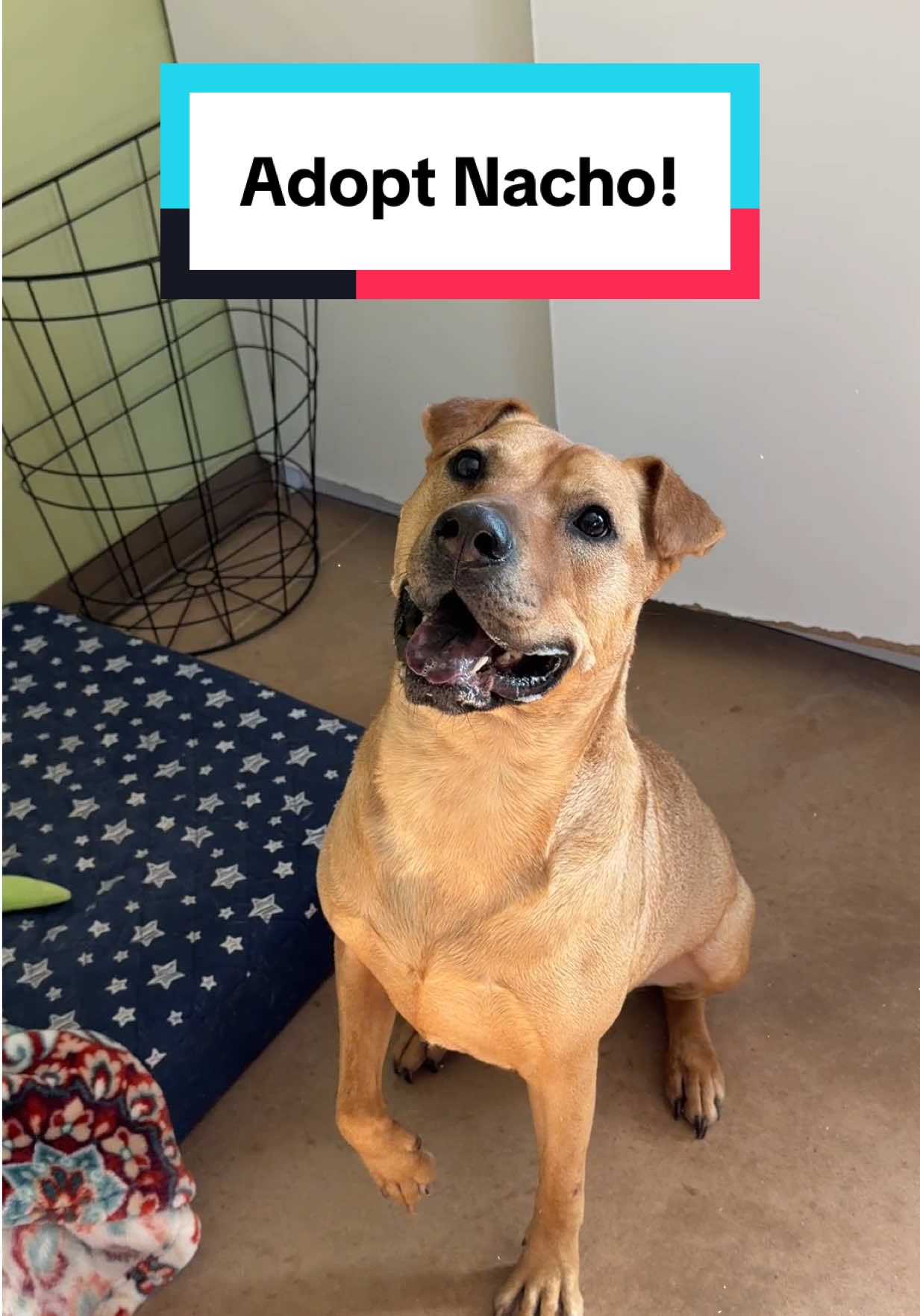 @PAWS Shelter