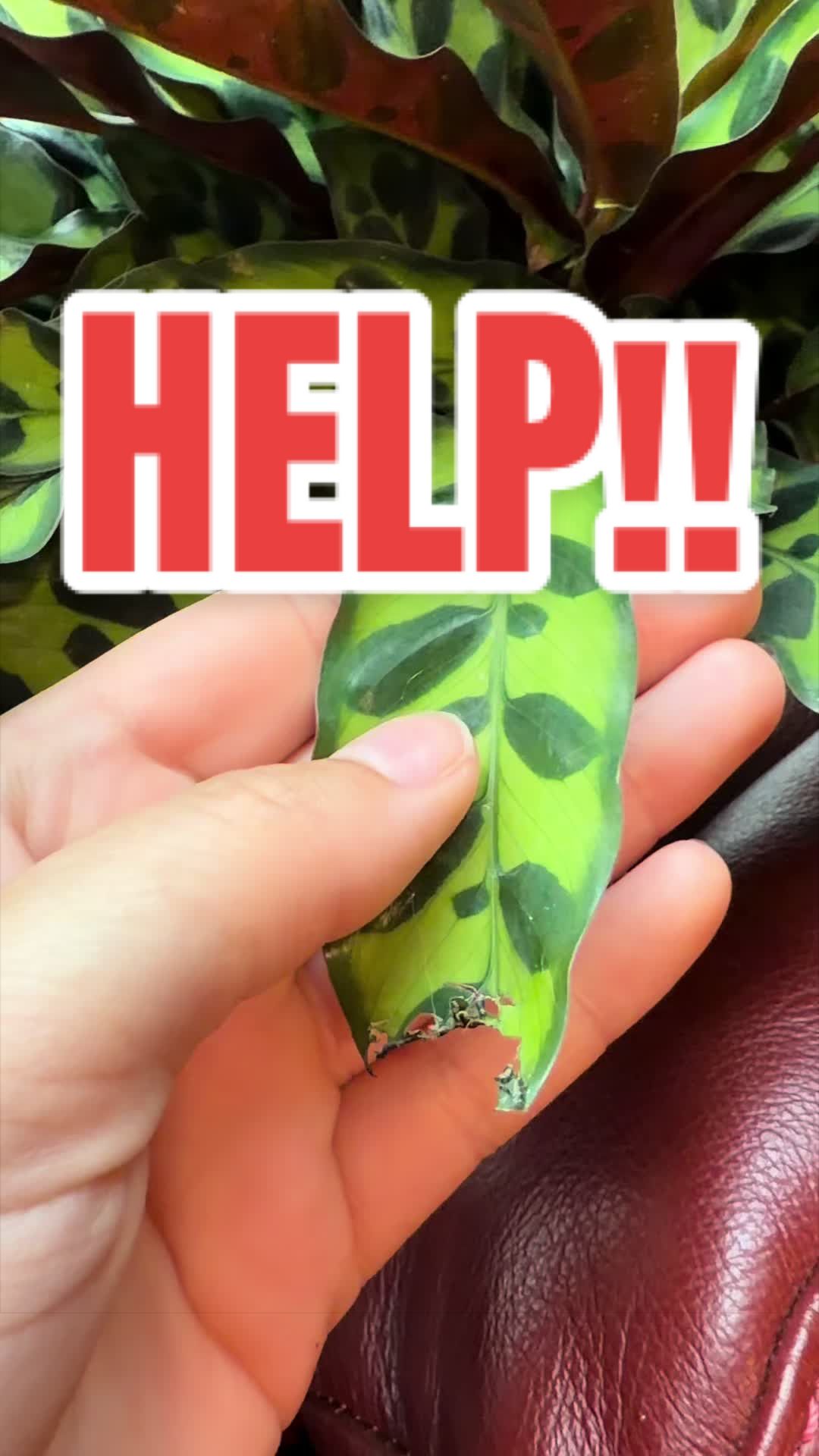 @deviantdestro