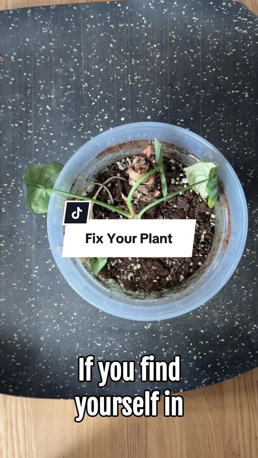 @alltheplantbabies