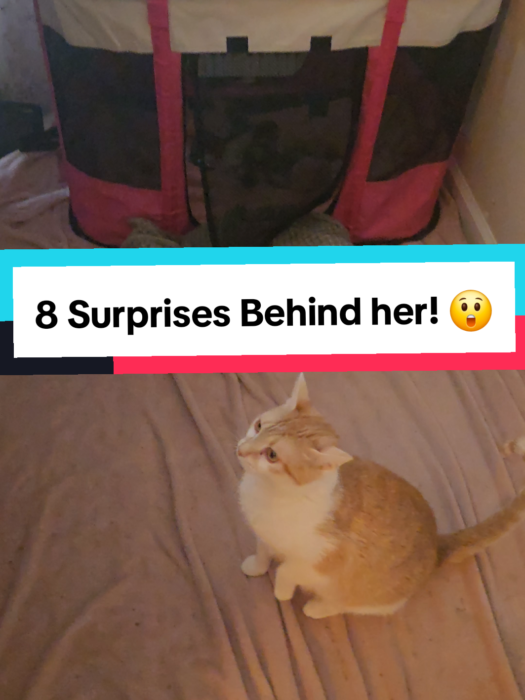 @Brittany Beauties Kittens