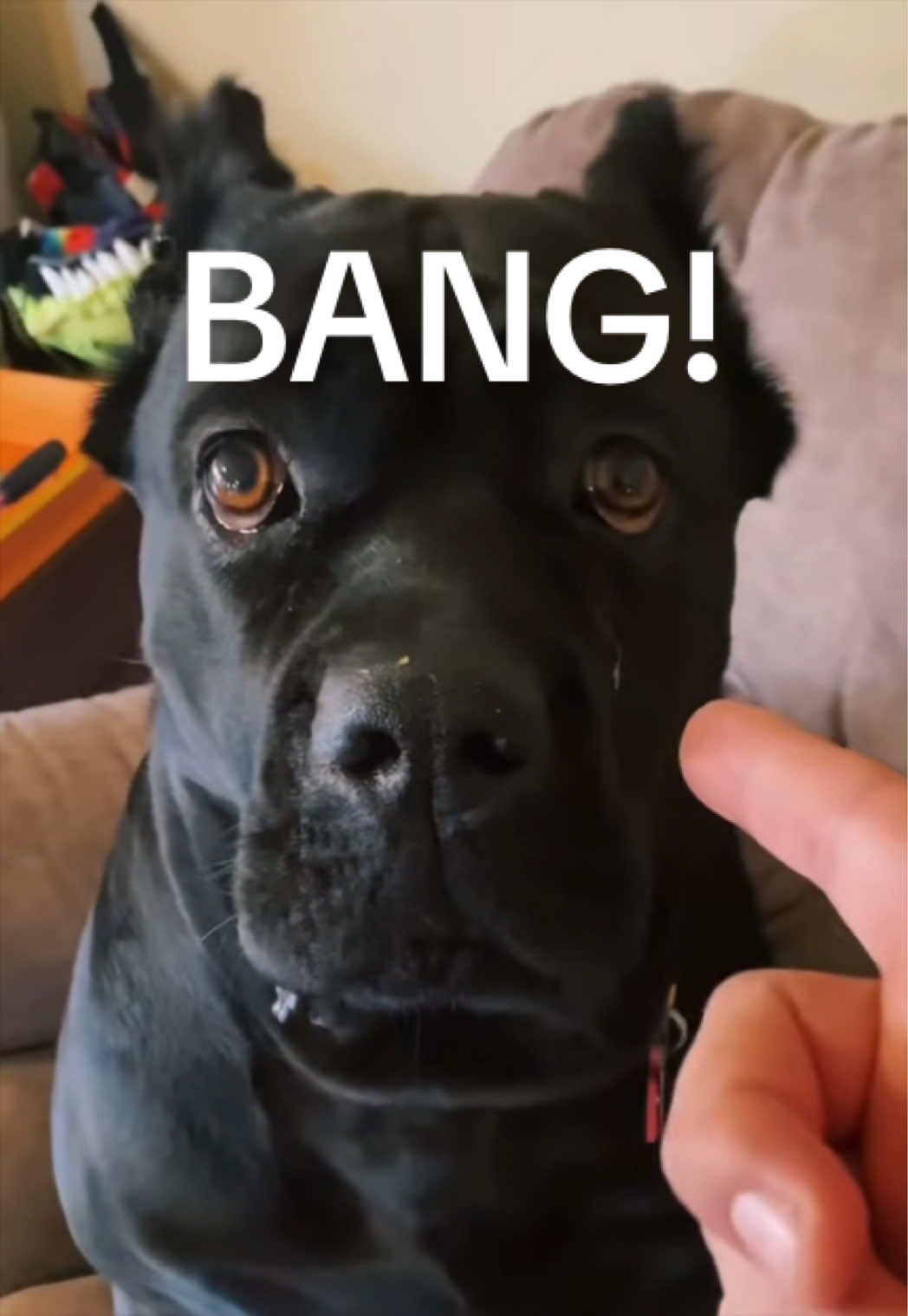 @MyDogMargot