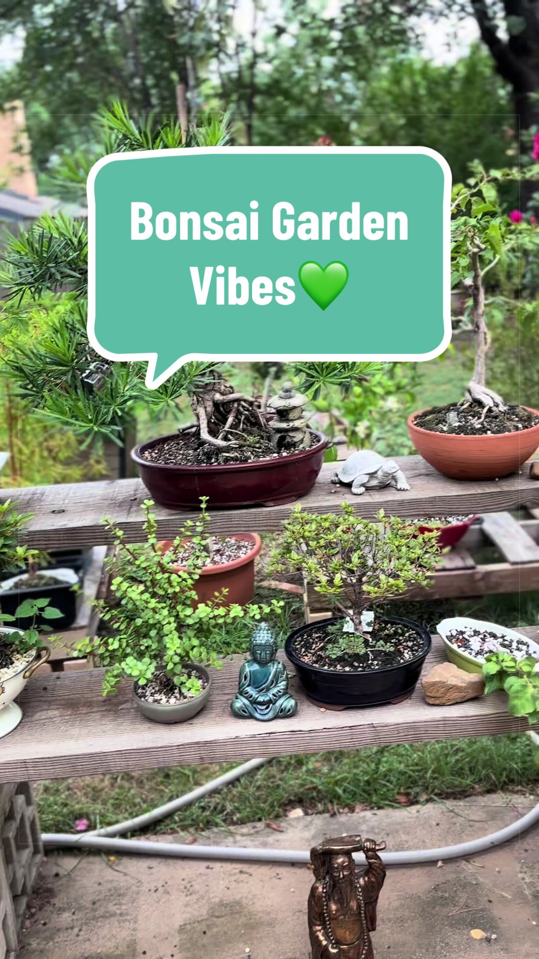 @bonsai_loveyou