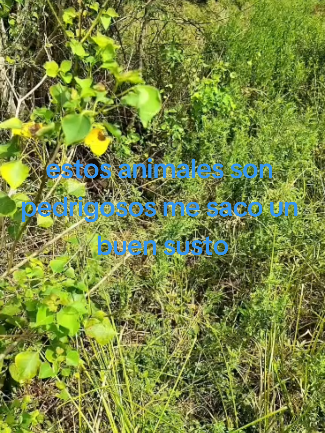 @(BESAÍ)) EL NUS 🦨🇸🇻503