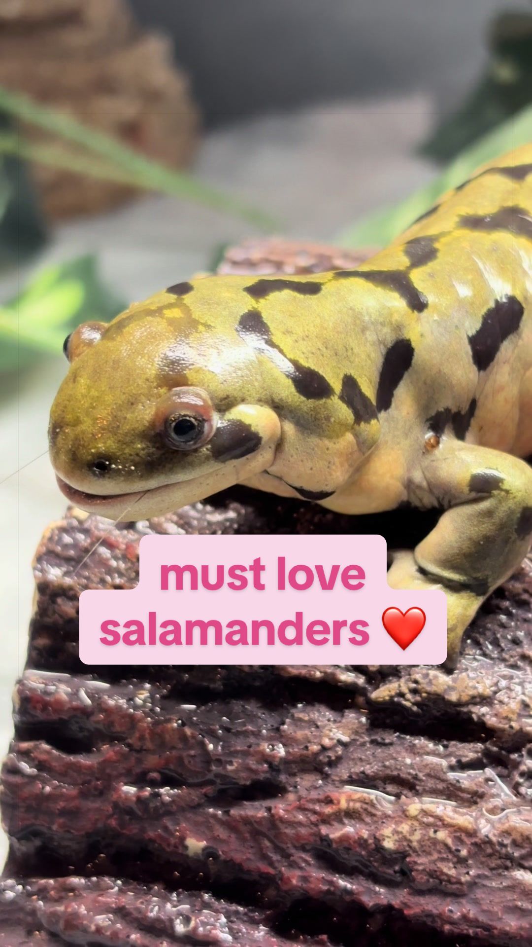 @BeWild Reptile Rescue