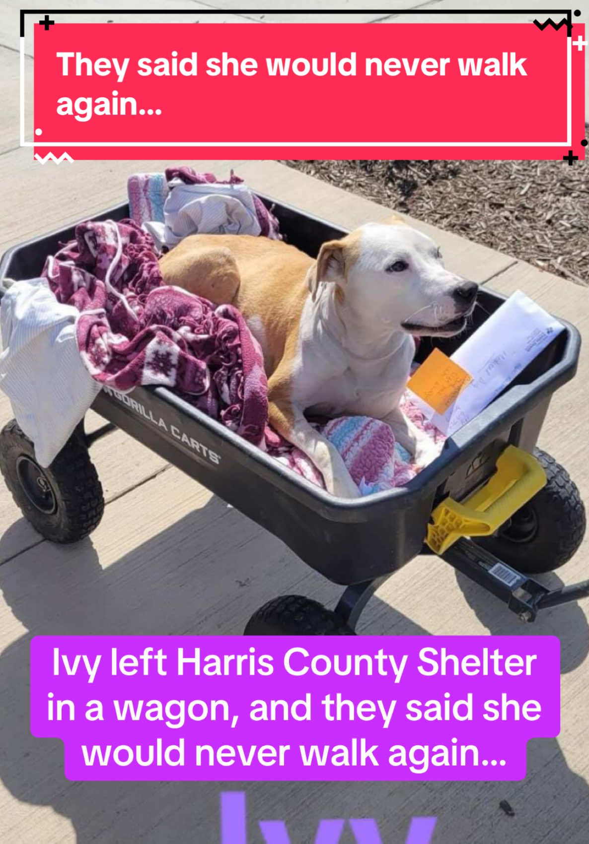 @Rescue Dog Army