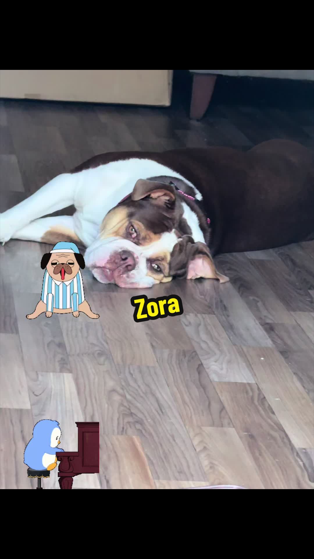 @Zora the bulldog