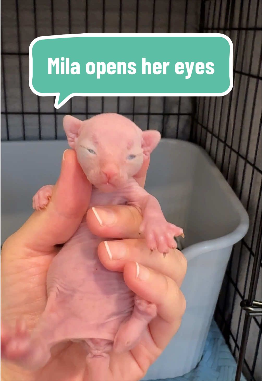@Boba’s Buds Minskin Cats