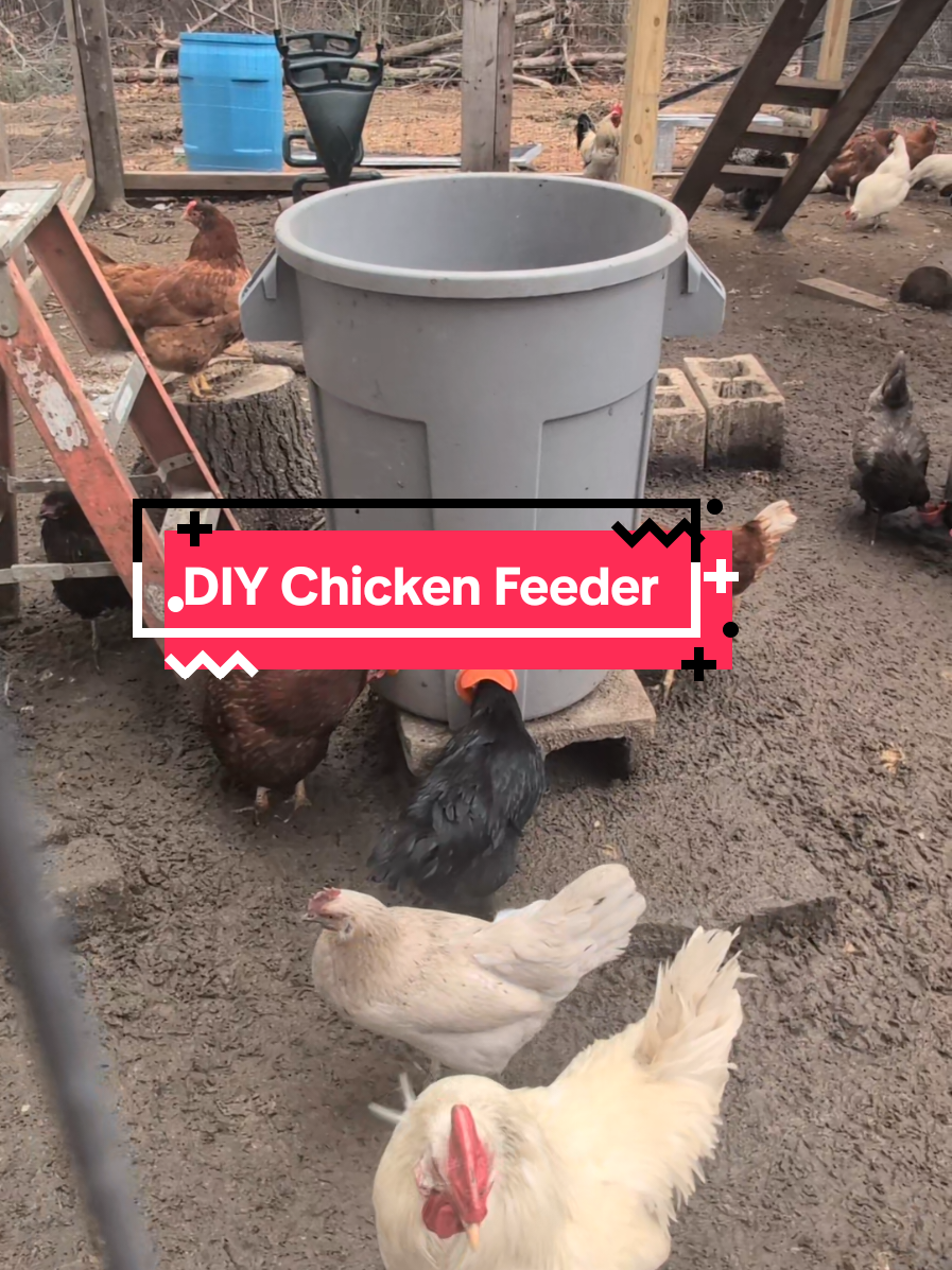@Chickens & Bullies